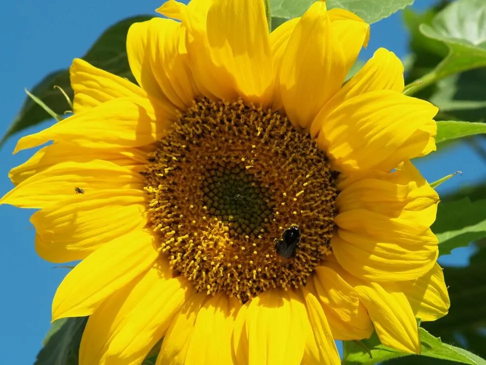Sonnenblume vor blauem Himmel