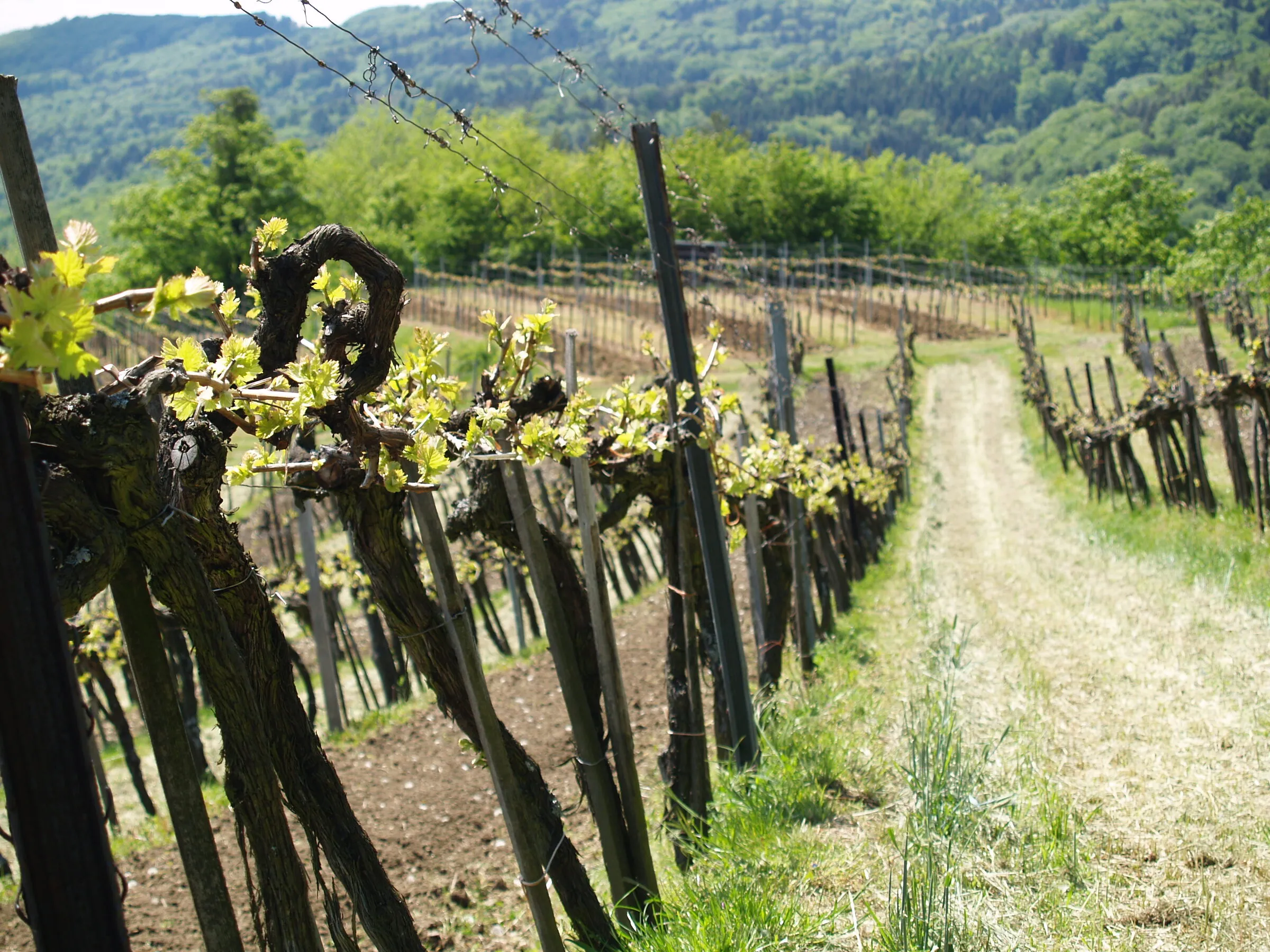 Weingarten mit jungen Reben im Frühling