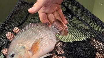 Großes Bild anzeigen