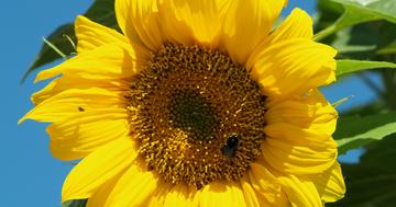 Sun Fllower
