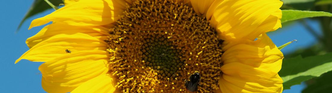 Sun Fllower