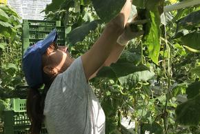 Die Gemüseproduktion ist auf kontinuierliche Wasserversorgung angewiesen Fotocredits: Wiener Bauernbund, Paul Unterhuber