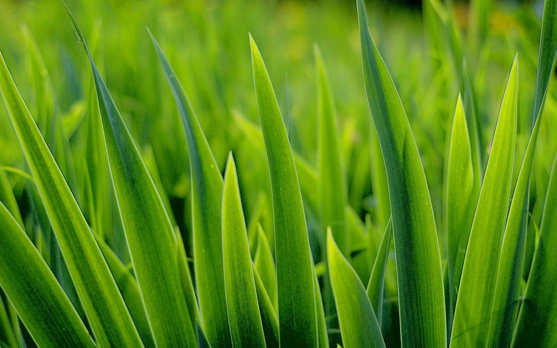 Green Gras