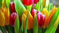 Tulp Fllowers