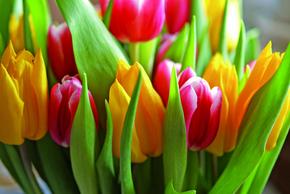 Tulp Fllowers