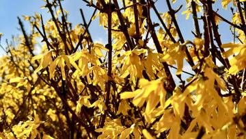 Großes Bild anzeigen